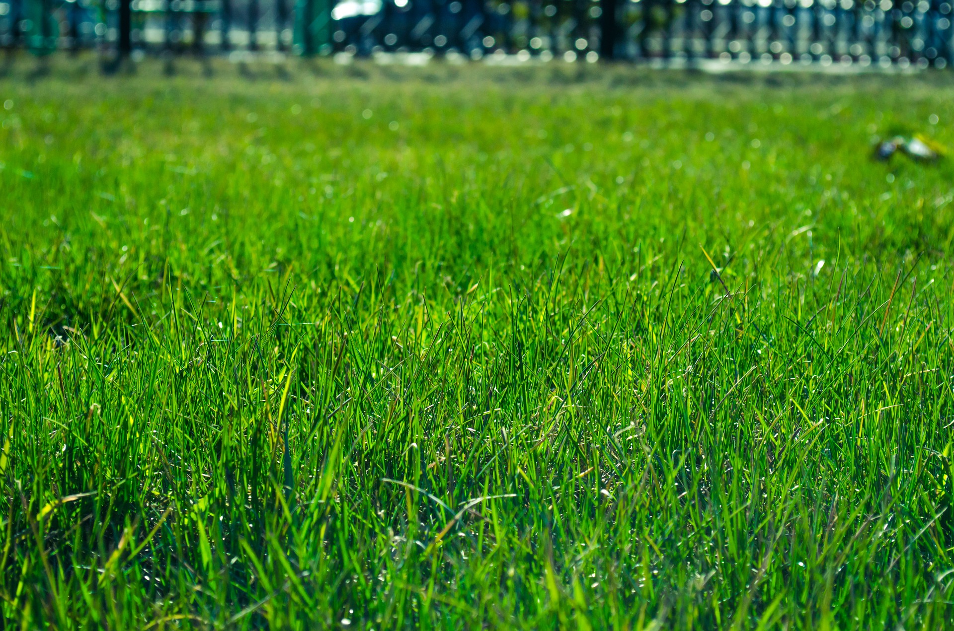 green lawn from proper irrigation Charlotte County Florida green lawn from proper irrigation Charlotte County Florida
