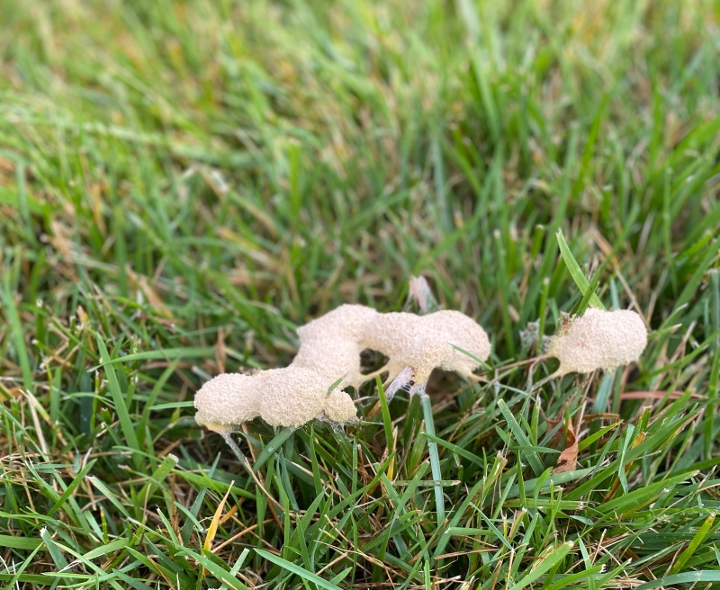 White Fungus on Grass