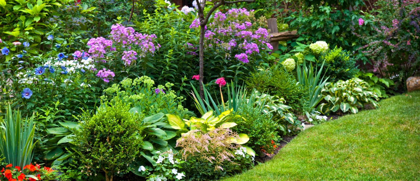 garden with a lot of plants