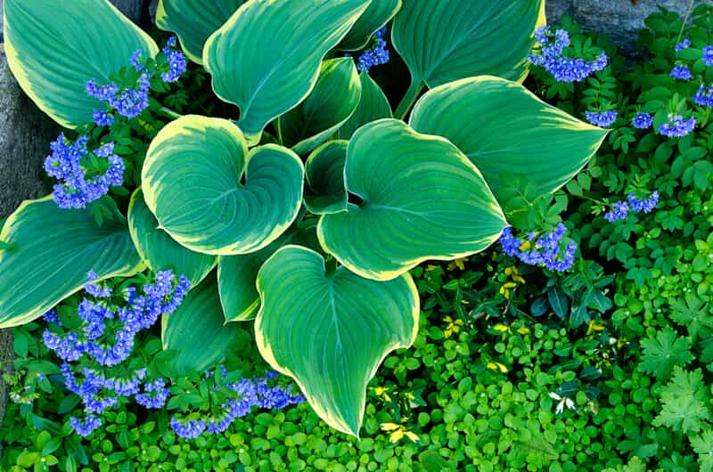 ground cover for irrigation