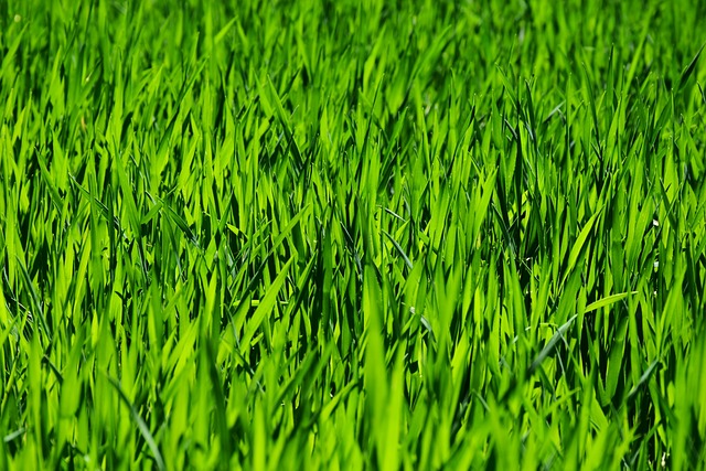 lawn
