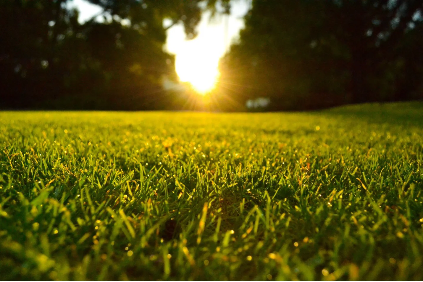 how to water properly to get healthy, greeener grass