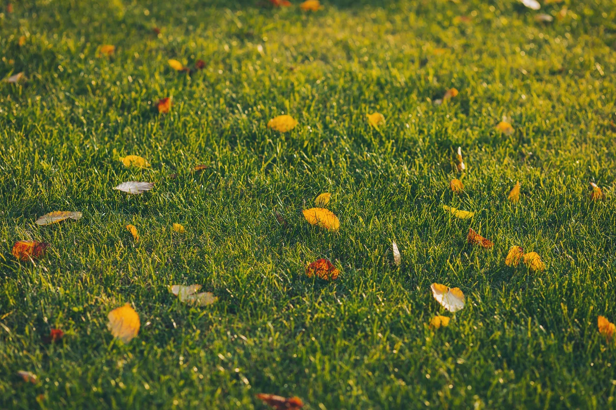 Clear Out Leaves and Debris