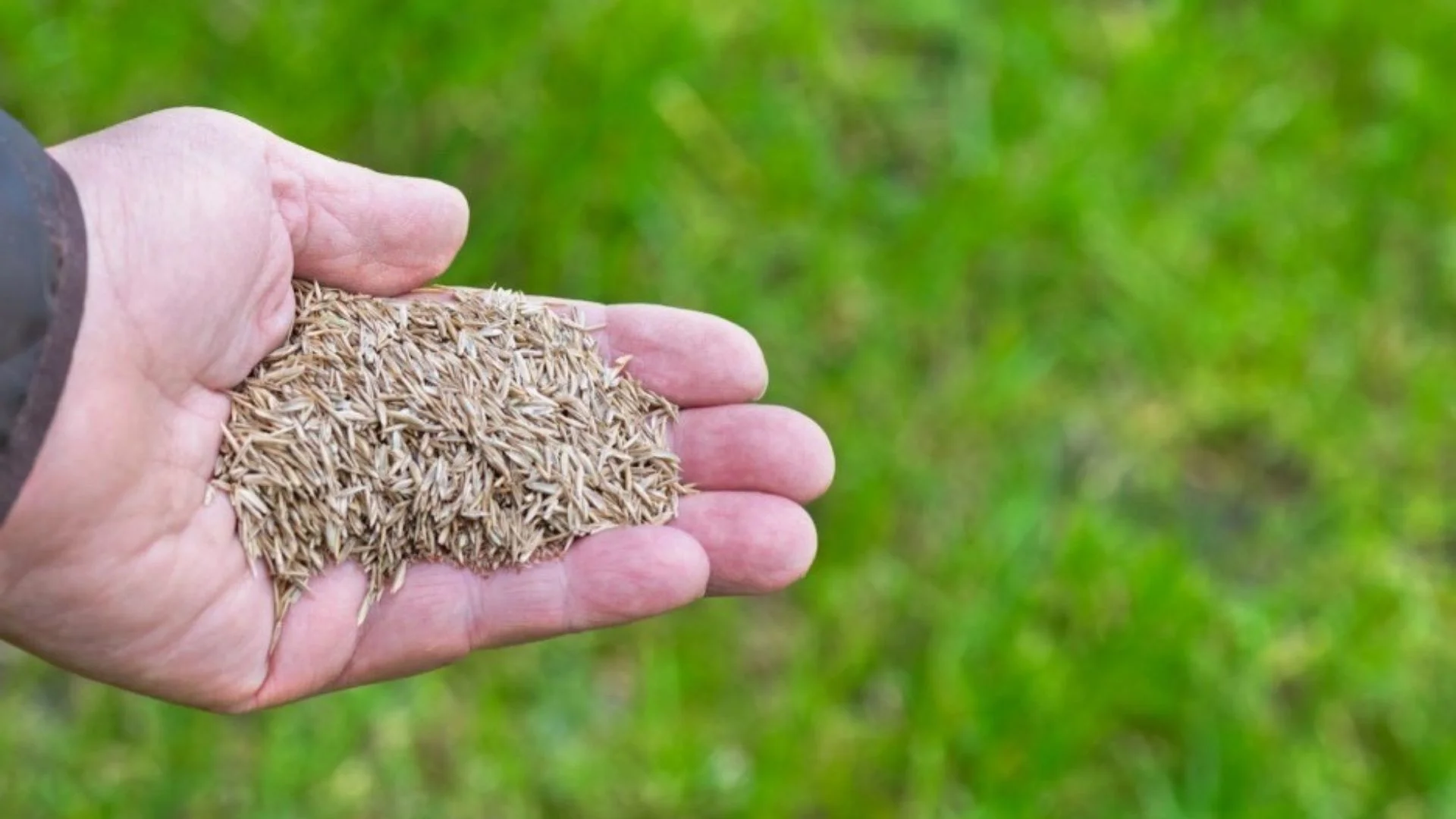 irrigation tips for core aerated and seeded lawns